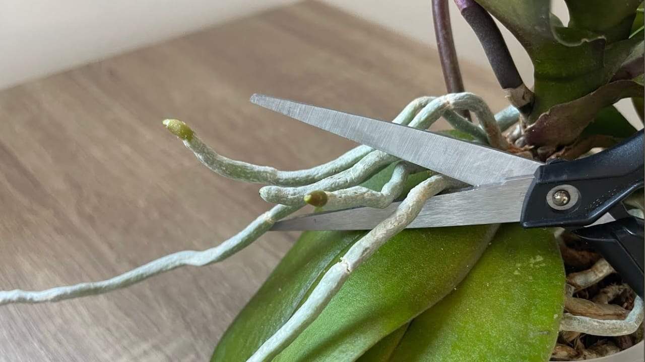 Orquídea, el error de no cometer