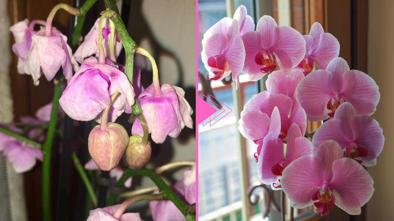 orquídea marchita