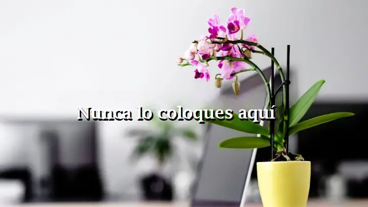 Orquídea, nunca la dejes aquí: tendrás que tirarla en 1 mes