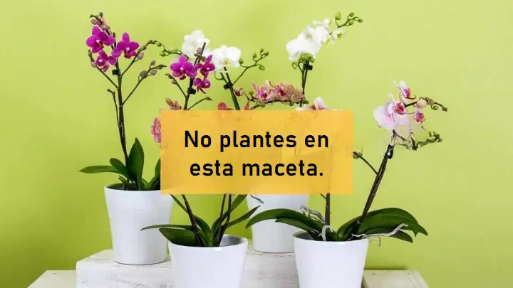 Orquídea, nunca la plantes en estas macetas: si las tienes, prepárate para encontrarlas podridas – Mis Consejos Jardinería