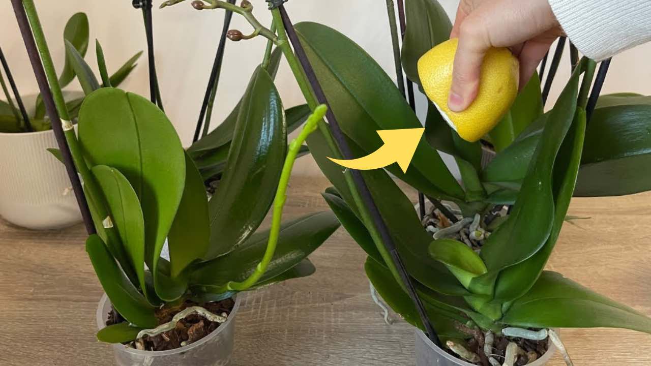 Orquídea saludable y exuberante