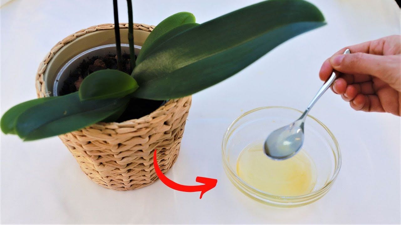 remedio de orquídeas