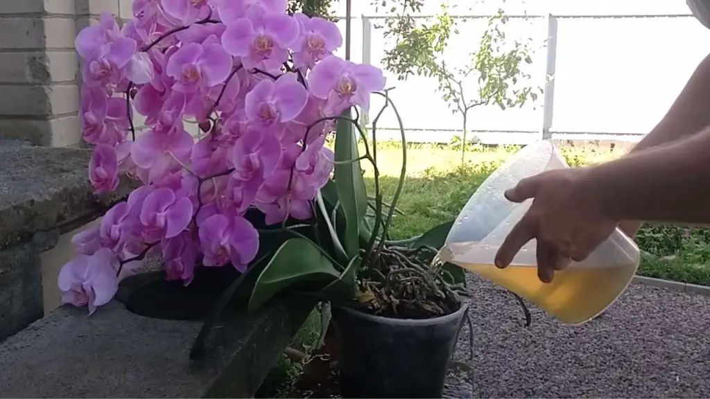 Orquídea, si la riegas así se volverá inmortal: este es el truco