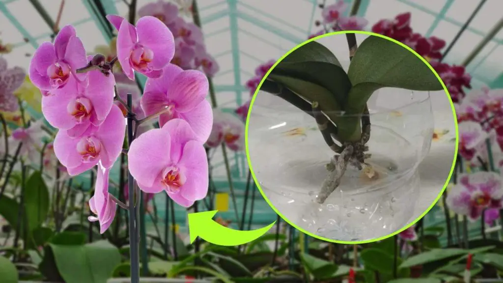 Orquídea sin raíces, el secreto para renacerla en pocos días: cómo lo hacen los viveristas – Mis Consejos Jardinería