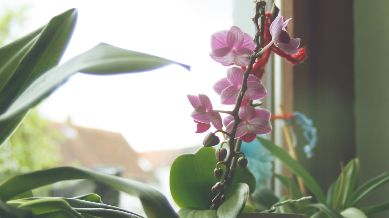 Orquídea exuberante