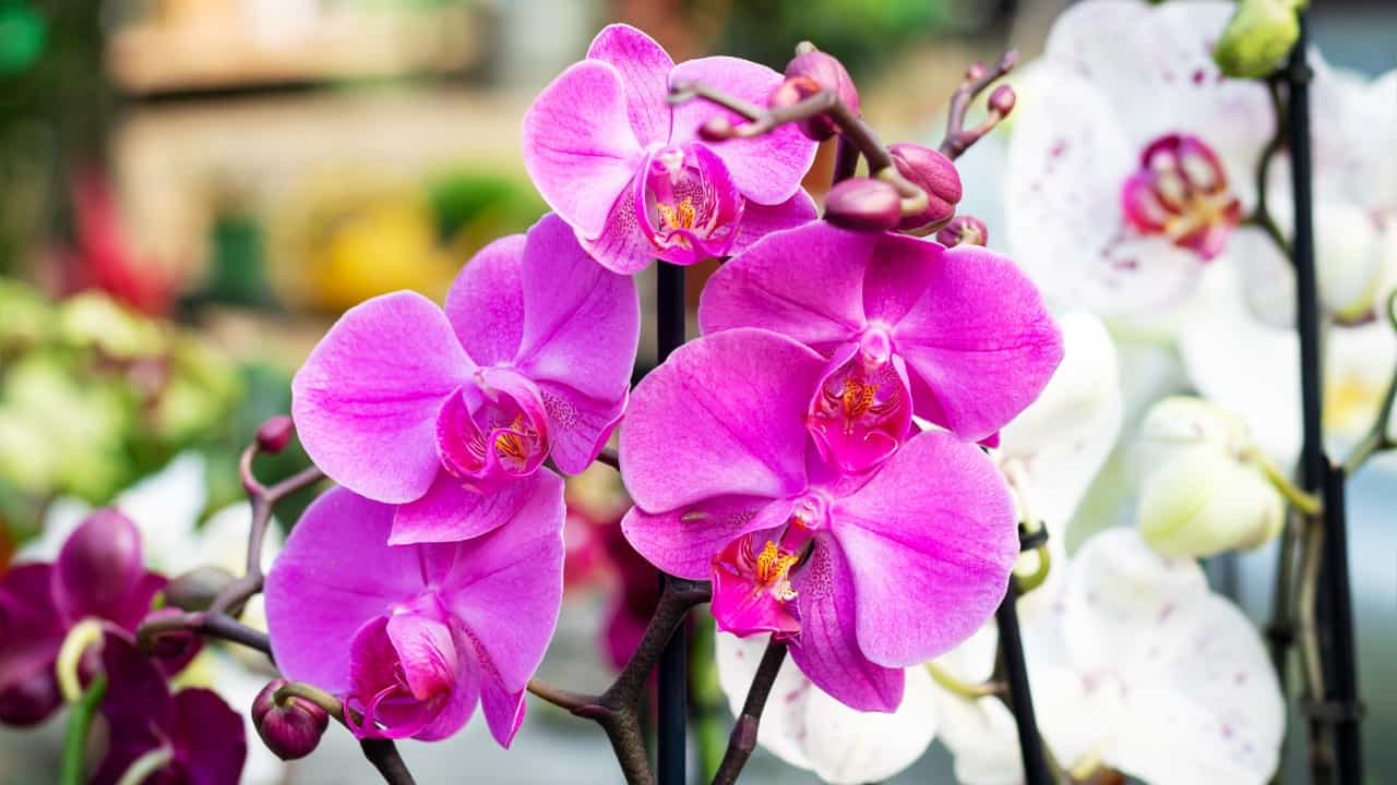 Hermosa orquídea morada