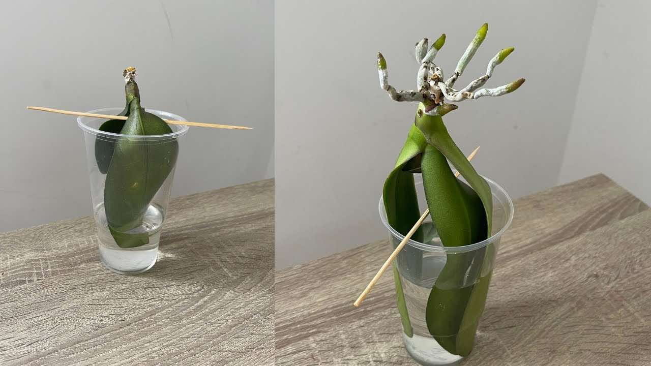 crecer plantas