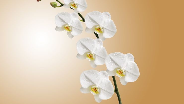 ramas de orquideas
