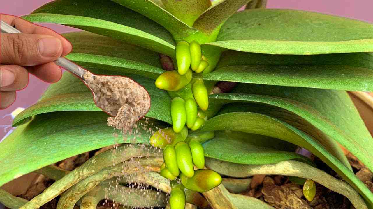 remedio para las orquideas