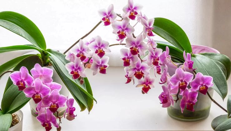 orquídeas