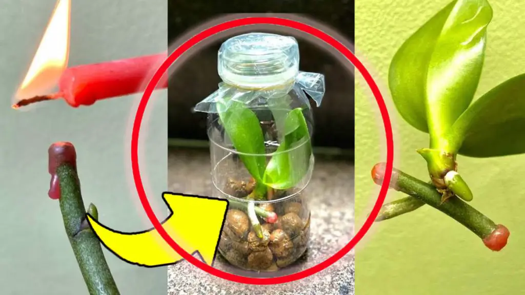 Orquídeas, el truco para multiplicarlo por ramitas de flores: si haces esto crecerán rápidamente sanas y fuertes! – Mis Consejos Jardinería