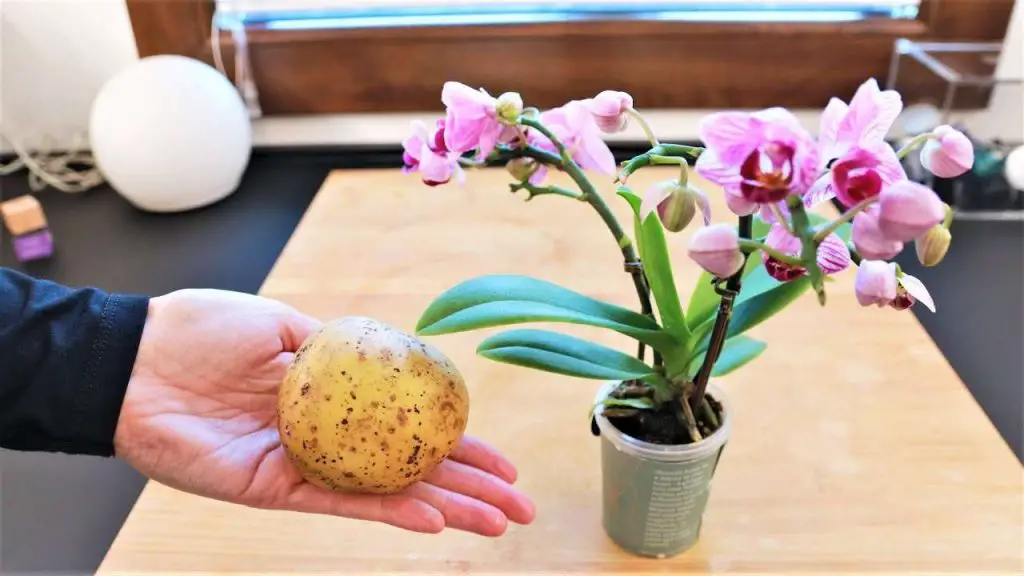 Orquídeas, el truco para que duren para siempre: nunca vistas tan exuberantes y fuertes – Mis Consejos Jardinería