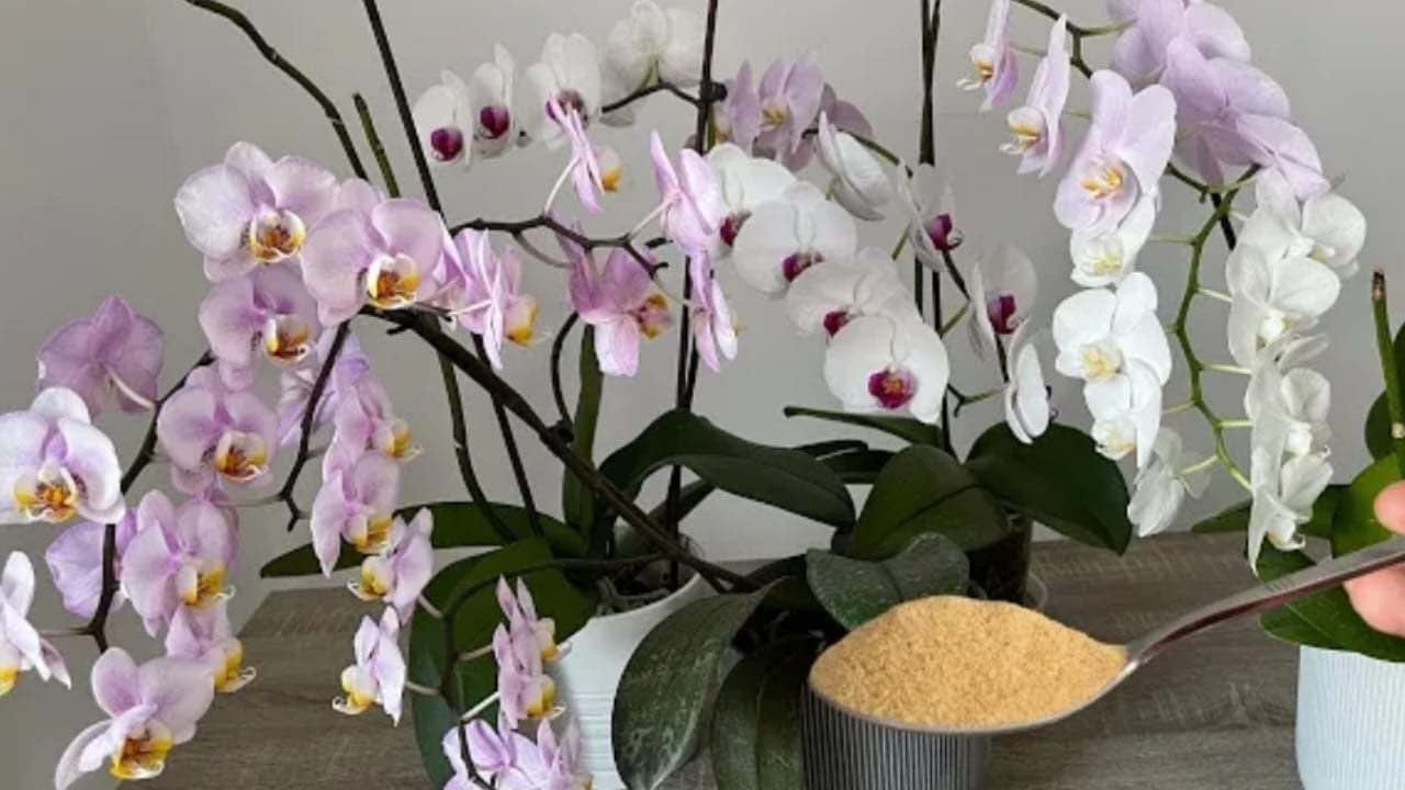 orquídeas exuberantes