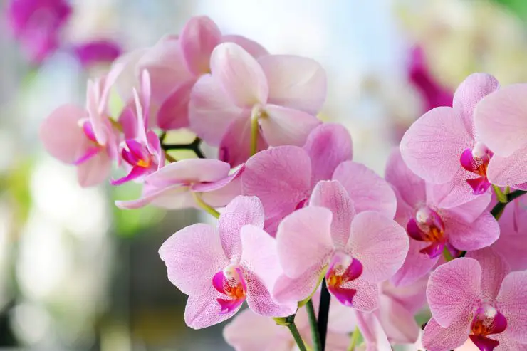 Orquídeas floreciendo en verano: el truco de magia para hacerlo – Mis Consejos Jardinería