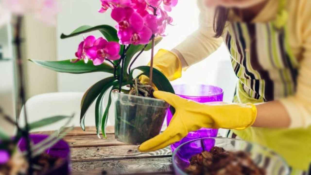 Orquídeas en tierra para macetas