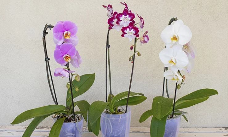 orquideas