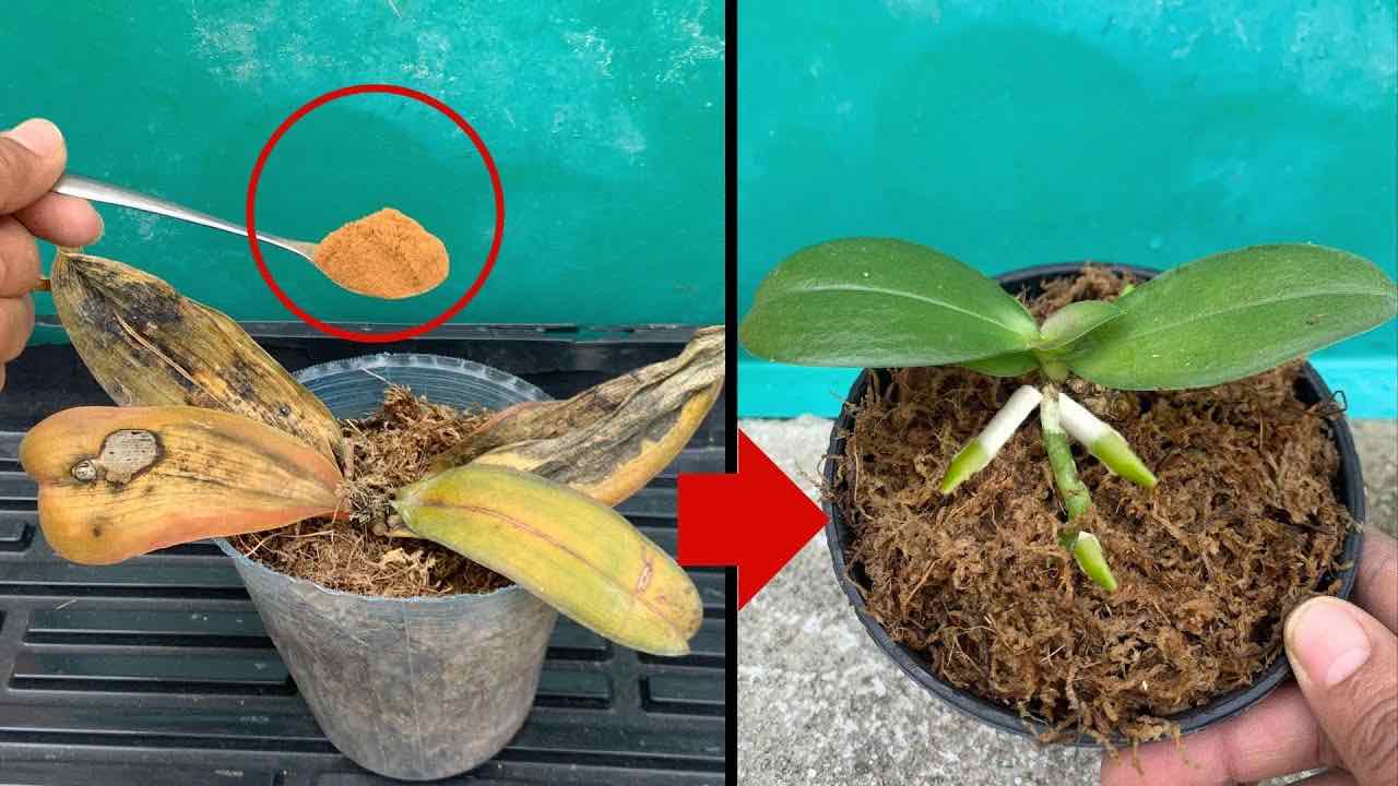 maquillaje orquidea podrida