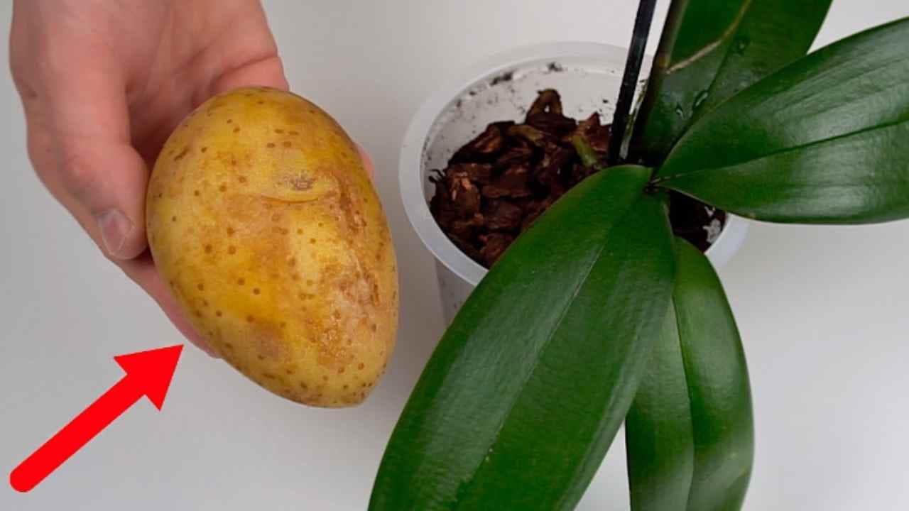 Cómo garantizar que las orquídeas crezcan rápidamente y saludables