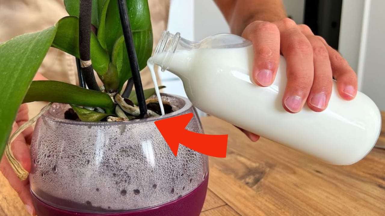 orquídeas