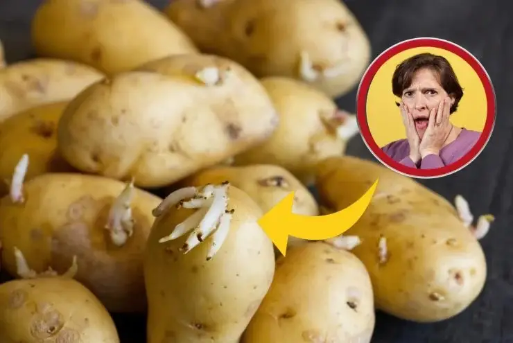 Patatas: cómo no germinarlas. El truco infalible de la abuela para conservarlos – Mis Consejos Jardinería