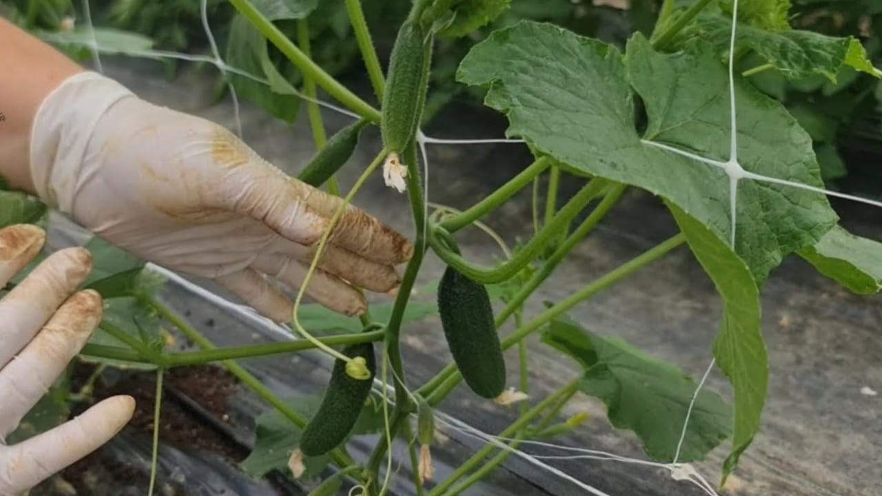 Cultivo de pepinos