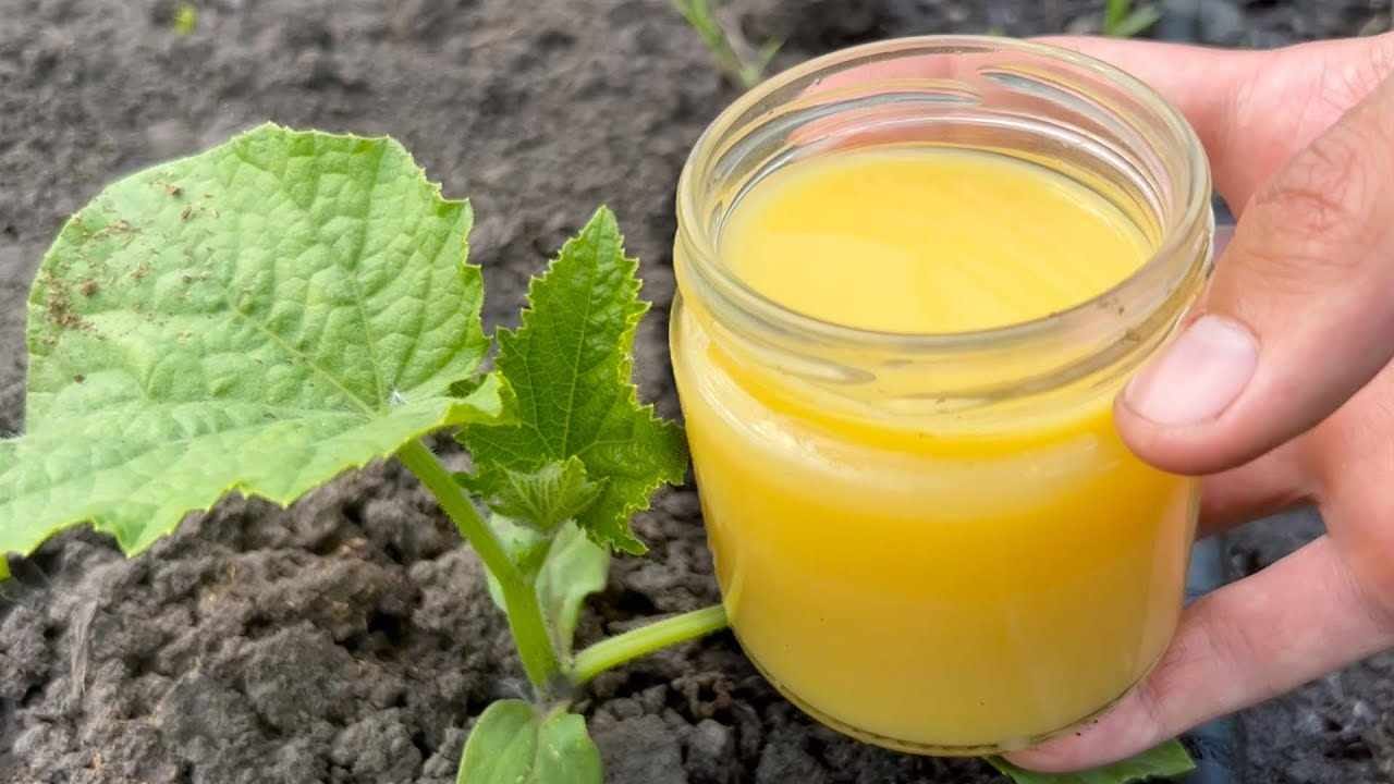 Pepinos, tomates y calabacines crecerán inmediatamente con esta receta.