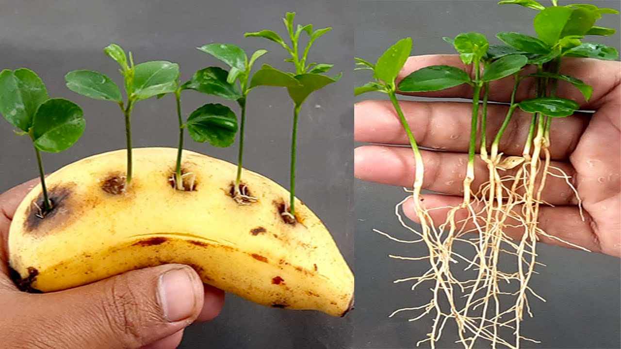 semillas de plátano y limón