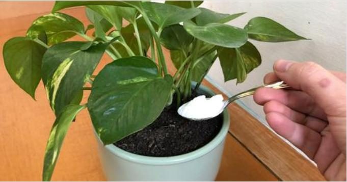 Plaguicida natural casero: el remedio para proteger las plantas – Mis Consejos Jardinería