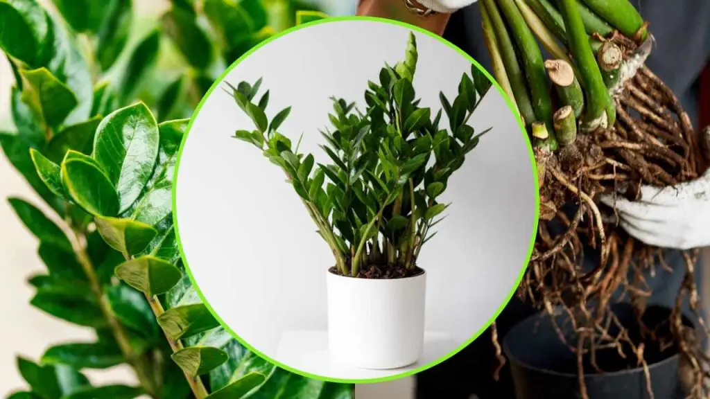 Planta Padre Pío, si la riegas para que se pudra