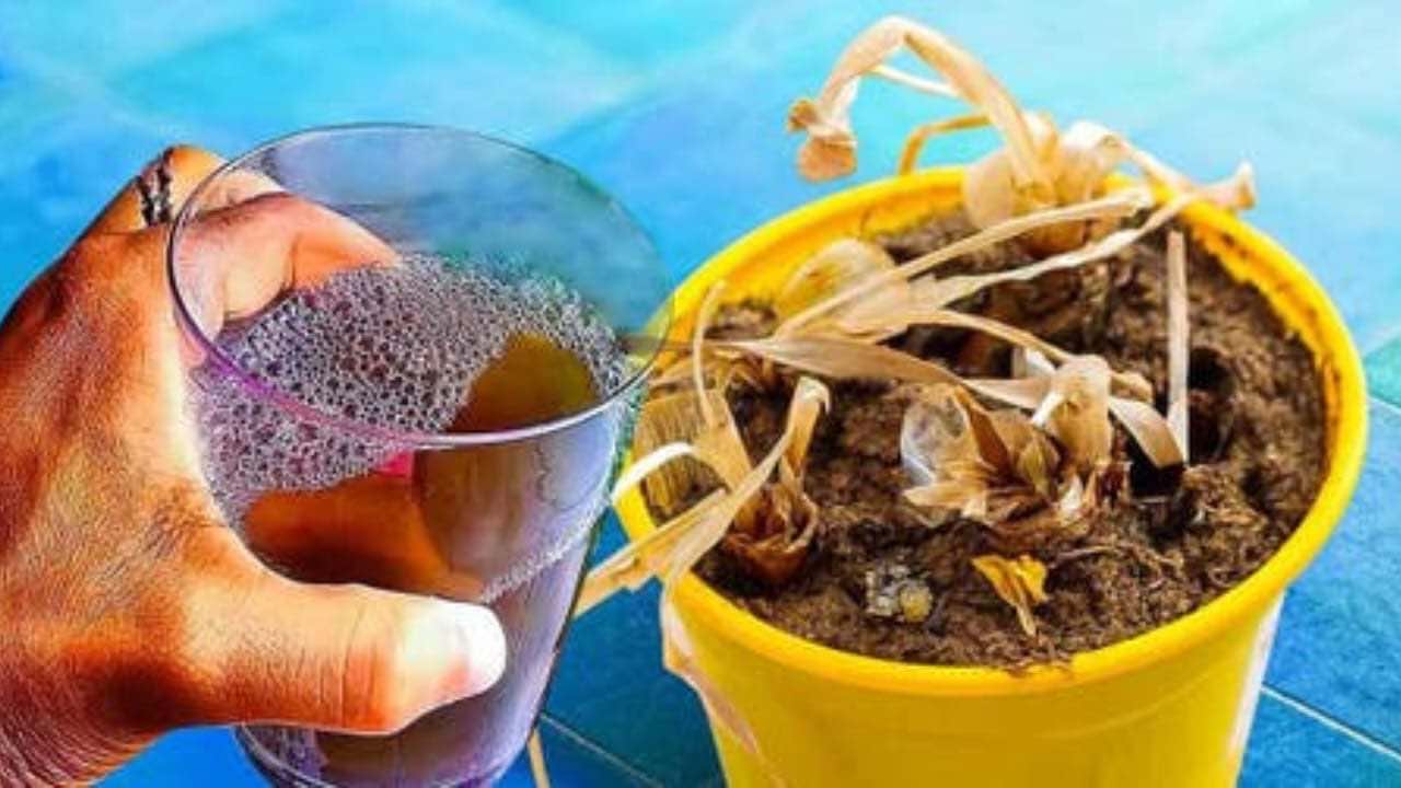 remedio plantas muertas