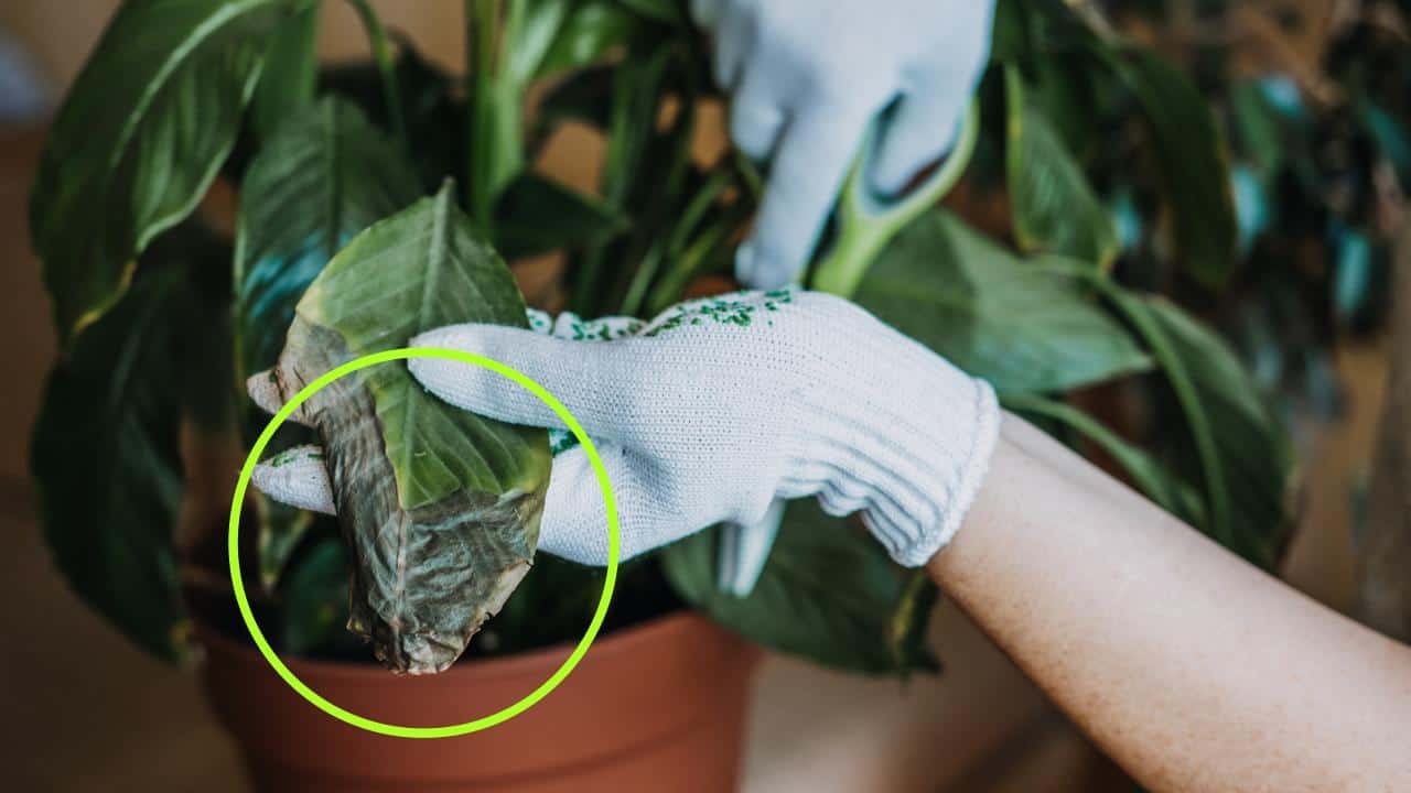 Remedios vegetales secos
