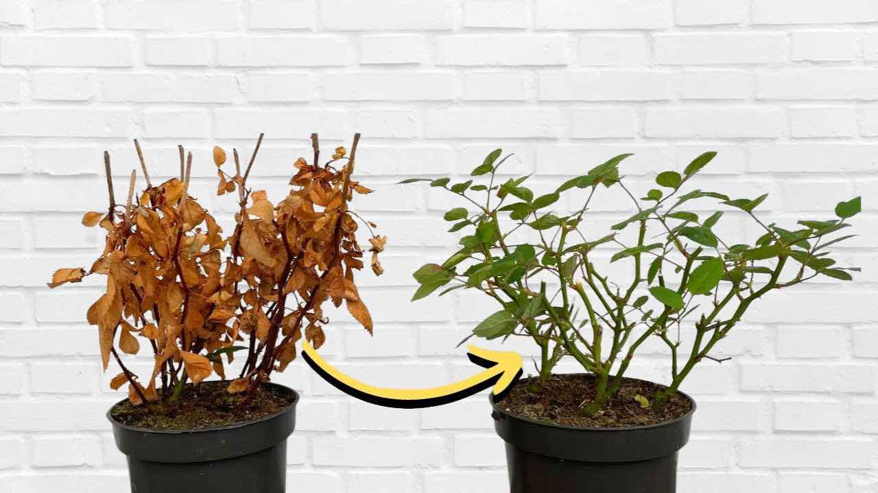 planta seca