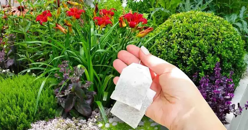 Plantar bolsitas de té usadas en el jardín resuelve los mayores problemas del jardín – Mis Consejos Jardinería