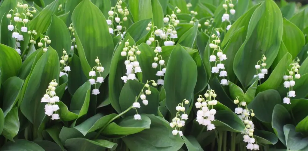 Plantar lirio de los valles: la guía completa para hacer que tu jardín florezca con felicidad y dulzura – Mis Consejos Jardinería