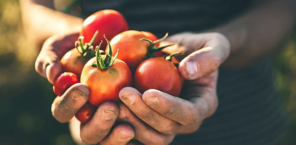 Plantar tomates: 5 buenas razones para cultivar tus propios tomates – Mis Consejos Jardinería