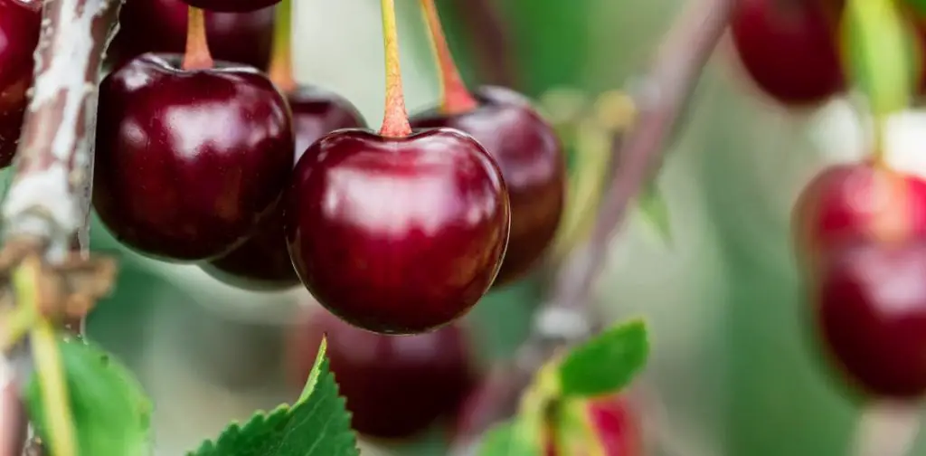 Plantar y hacer crecer un cerezo con éxito – Mis Consejos Jardinería