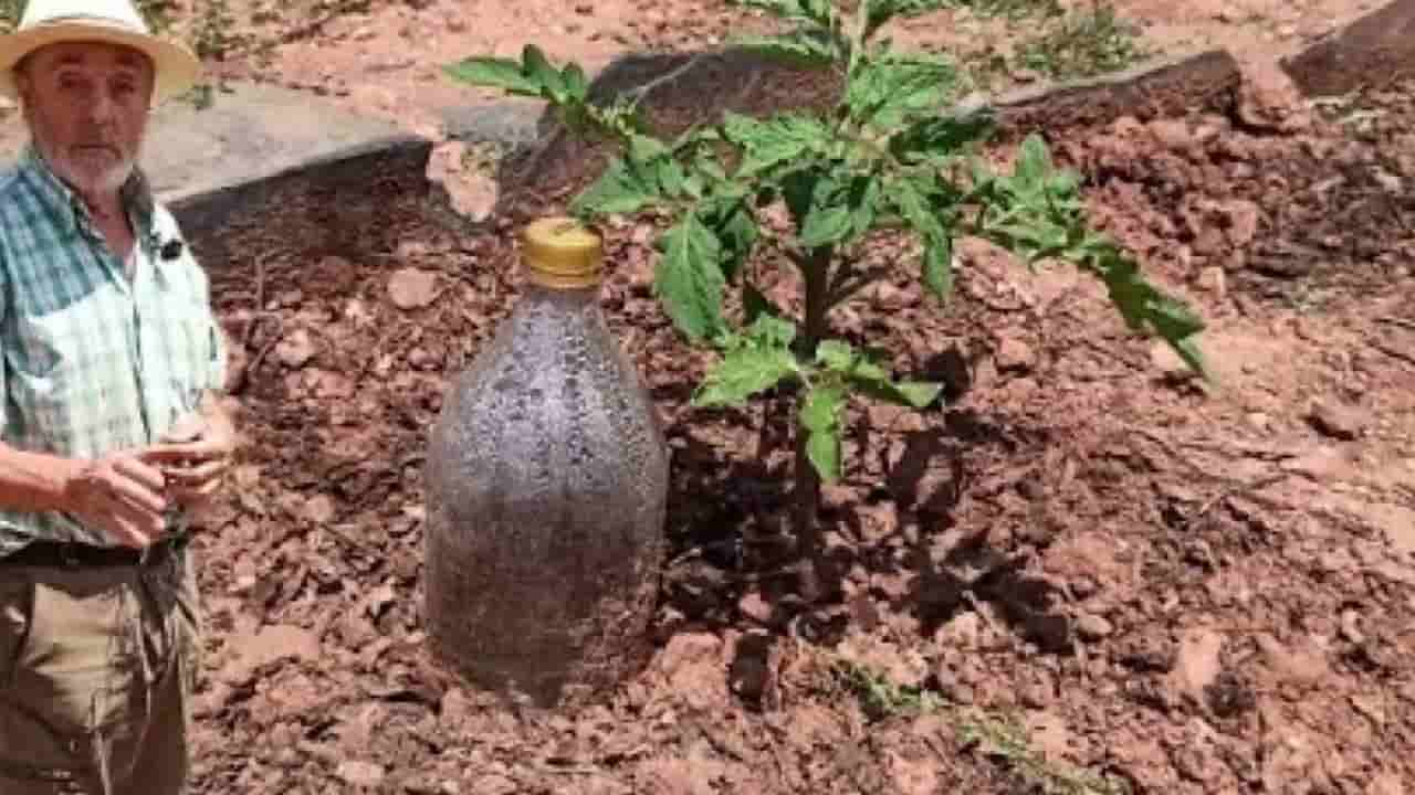 Plantas de riego