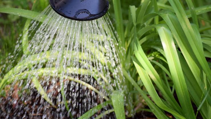 Plantas de riego