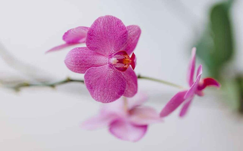 Plantas con flores fucsias: aquí tienes las más bonitas y seguras para tener en casa – Mis Consejos Jardinería