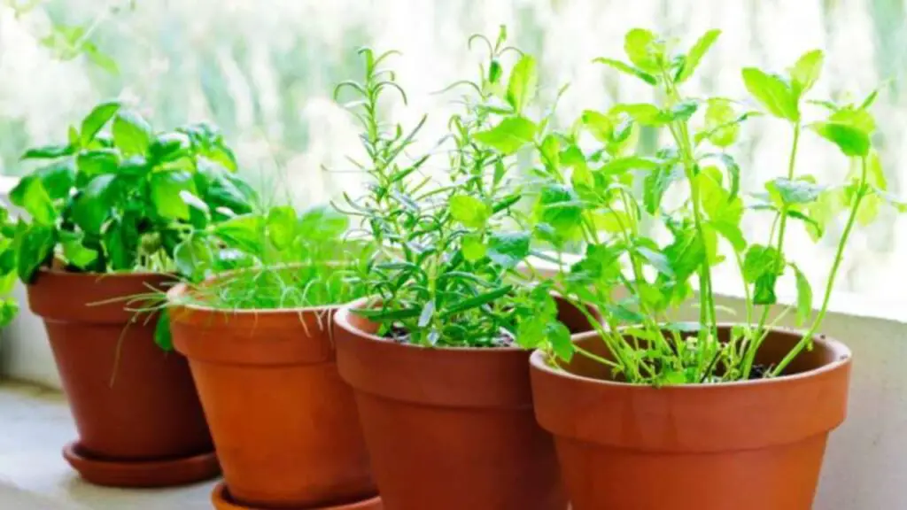 Plantas de interior: aquí está el ranking de las más bonitas y sencillas de cuidar – Mis Consejos Jardinería