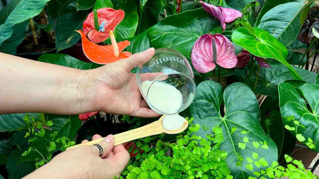 Remedio de plantas de insectos