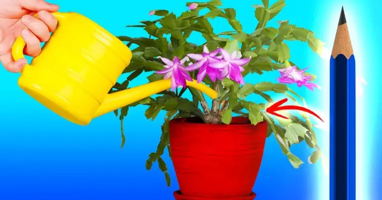 Plantas de interior: ¿con qué frecuencia regar? Usa el truco del lápiz para dejar de cometer errores – Mis Consejos Jardinería