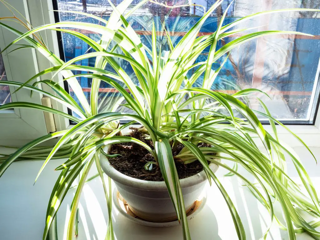 Plantas en la cocina: cómo purificar el aire de forma natural. – Mis Consejos Jardinería