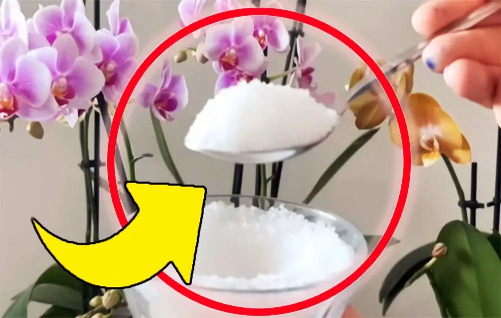 Plantas exuberantes y fuertes: solo pon una pizca de este ingrediente en el suelo