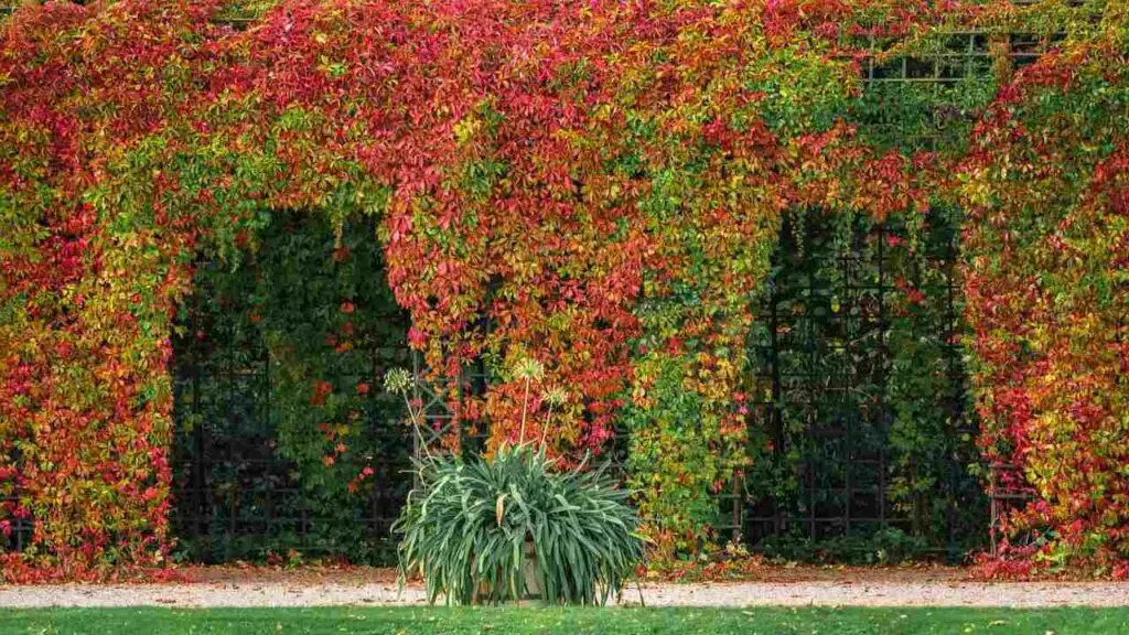 Plantas trepadoras: así deben colocarse y cuidarse – Mis Consejos Jardinería