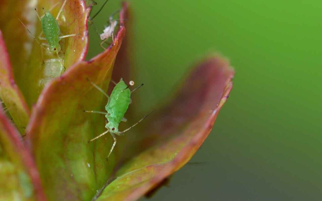 Plantas y pulgones: deshazte de las plagas de esta manera de inmediato – Mis Consejos Jardinería