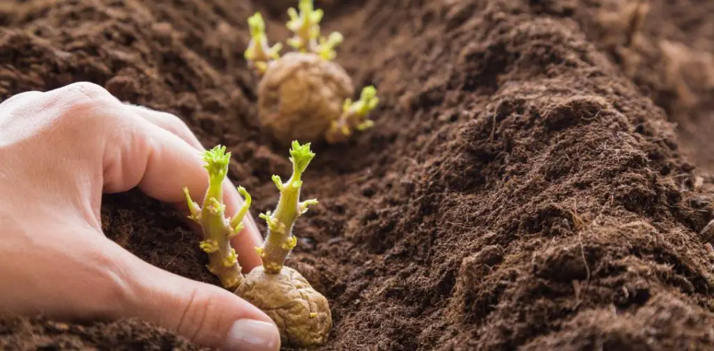 Plantas y verduras que hay que evitar absolutamente cerca de las patatas – Mis Consejos Jardinería