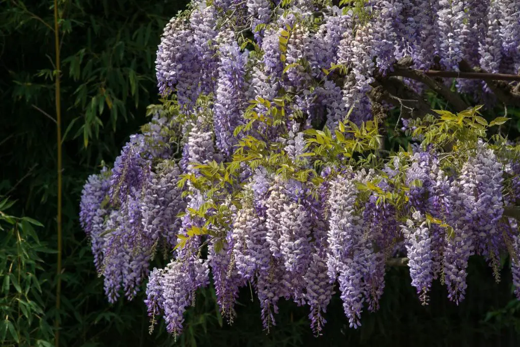 Poda de glicinas: así es como debes hacerlo correctamente para obtener flores exuberantes – Mis Consejos Jardinería