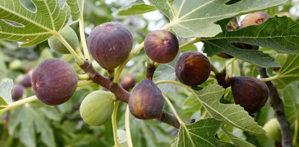 Poda de higueras en primavera: todo lo que necesitas saber para podar una higuera – Mis Consejos Jardinería