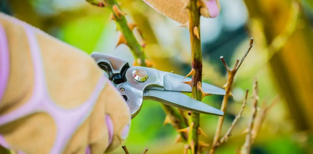 Poda de rosas: ¿cuándo y cómo podar rosas para tener magníficas rosas? – Mis Consejos Jardinería